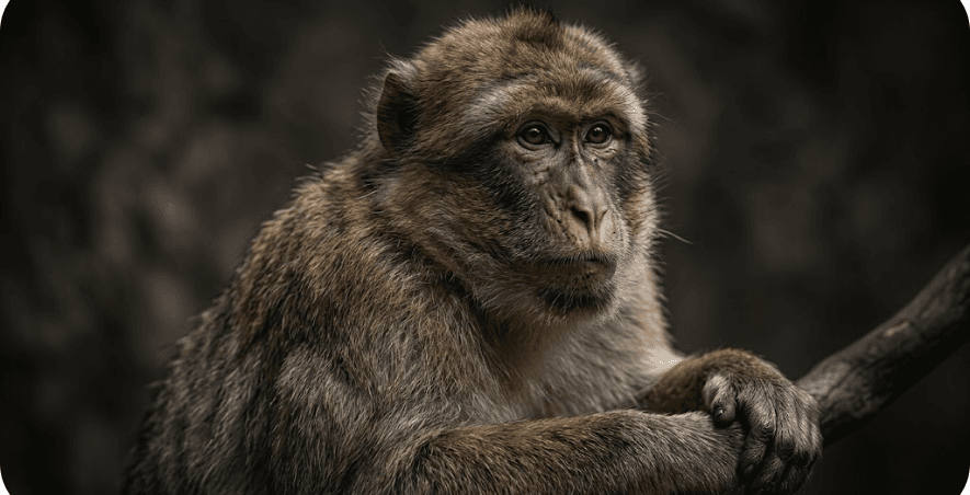 Kito portrait