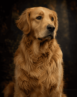 Kodiak portrait