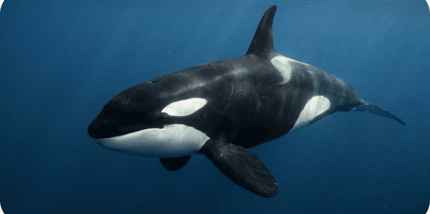 Onyx portrait