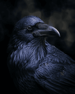 Rook portrait