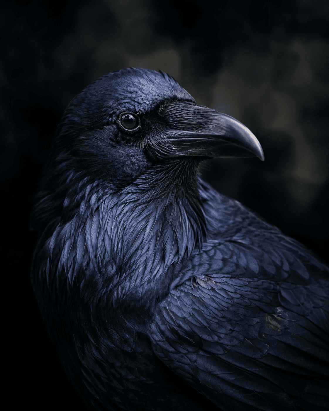 Rook portrait