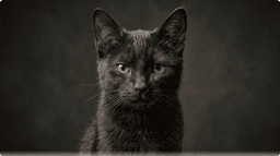 Sable portrait